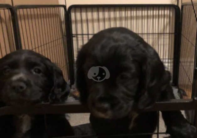Cocker Spaniel puppies for sale in Normanton, West Yorkshire – 1 year old - Image 2 of 5
