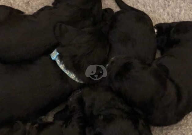 Cocker Spaniel puppies for sale in Normanton, West Yorkshire – 1 year old - Image 3 of 5