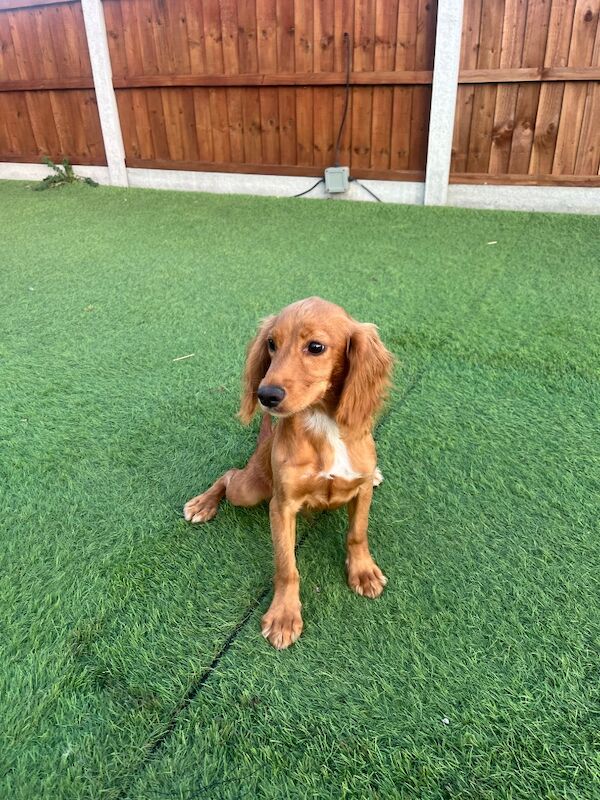 Beautiful little boy cocker 