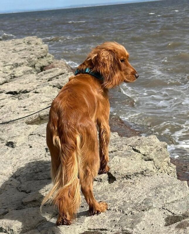 Cocker Spaniel puppies for sale in Redditch, Worcestershire – 2 years old