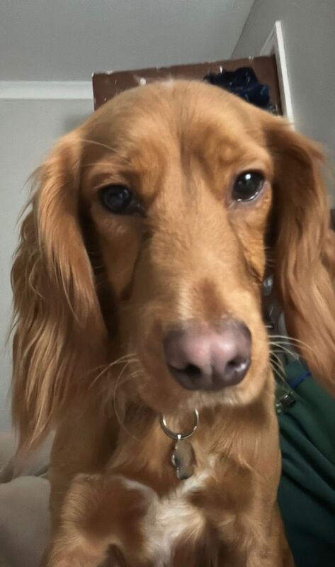 Cocker Spaniel puppies for sale in Redditch, Worcestershire – 2 years old - Image 2 of 4