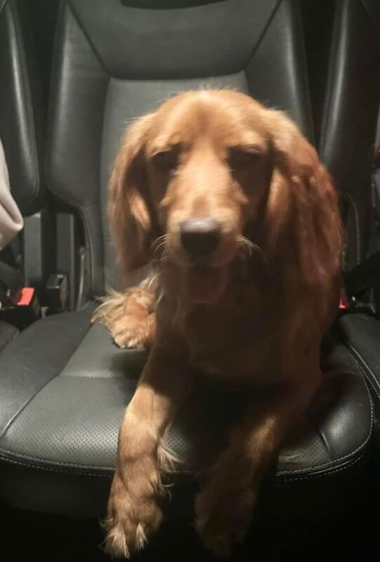 Cocker Spaniel puppies for sale in Redditch, Worcestershire – 2 years old - Image 3 of 4