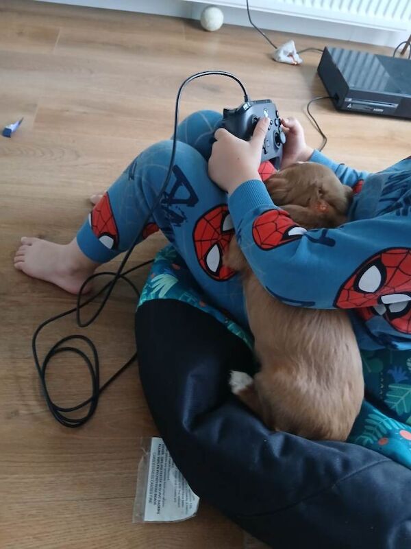 Beautiful pedigree cocker spaniel puppies