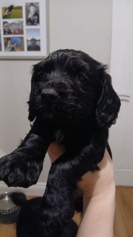 Beautiful pedigree cocker spaniel puppies - Image 2 of 4