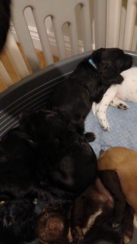 Beautiful pedigree cocker spaniel puppies - Image 3 of 4