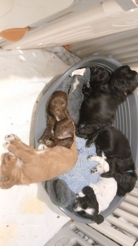 Beautiful pedigree cocker spaniel puppies - Image 4 of 4