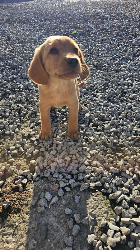 Cocker Spaniel puppies for sale in Armagh, County Armagh – 8 weeks old