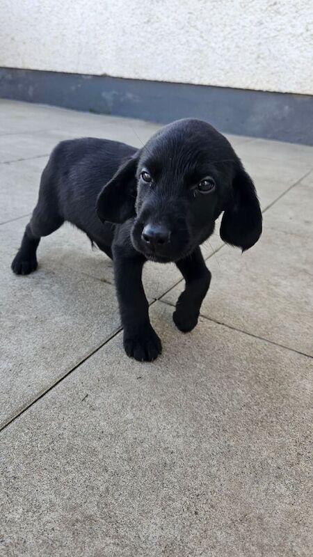 Cocker Spaniel puppies for sale in Armagh, County Armagh – 8 weeks old - Image 2 of 3