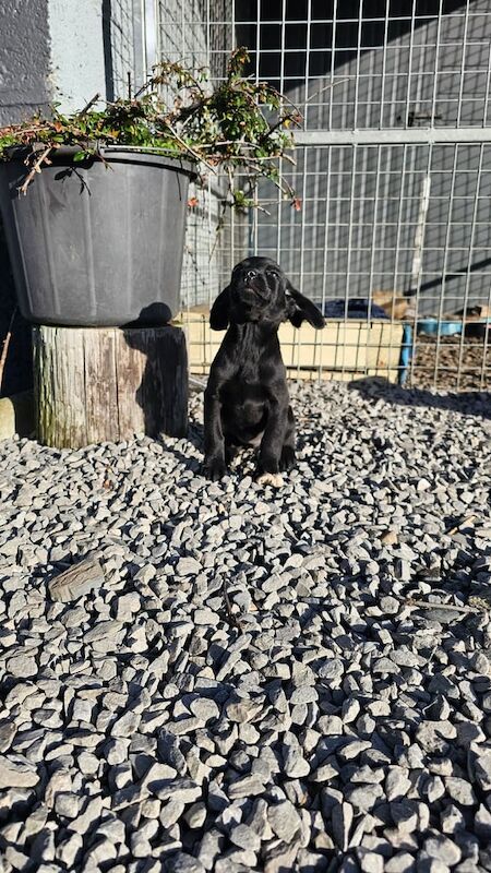 Cocker Spaniel puppies for sale in Armagh, County Armagh – 8 weeks old - Image 3 of 3