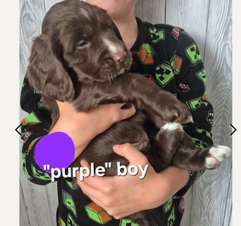 Beautiful puppies looking for lovely home for sale in Carlisle, Cumbria