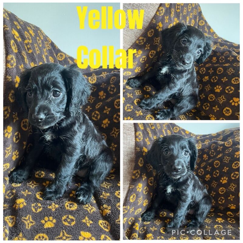Cocker Spaniel puppies for sale in Bradford, West Yorkshire – 7 weeks old