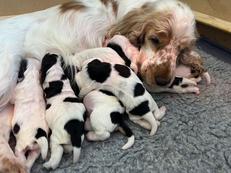 Beautiful pure KC reg Show Type Cocker Spaniel Puppies for sale in Bolbeck Park, Buckinghamshire - Image 2