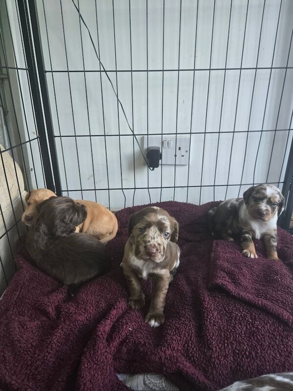 Cocker Spaniel puppies for sale in Spennymoor, Durham – 4 weeks old - Image 2 of 3