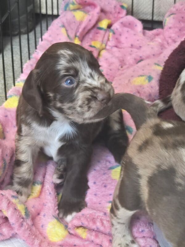 Cocker Spaniel puppies for sale in Spennymoor, Durham – 4 weeks old - Image 3 of 3