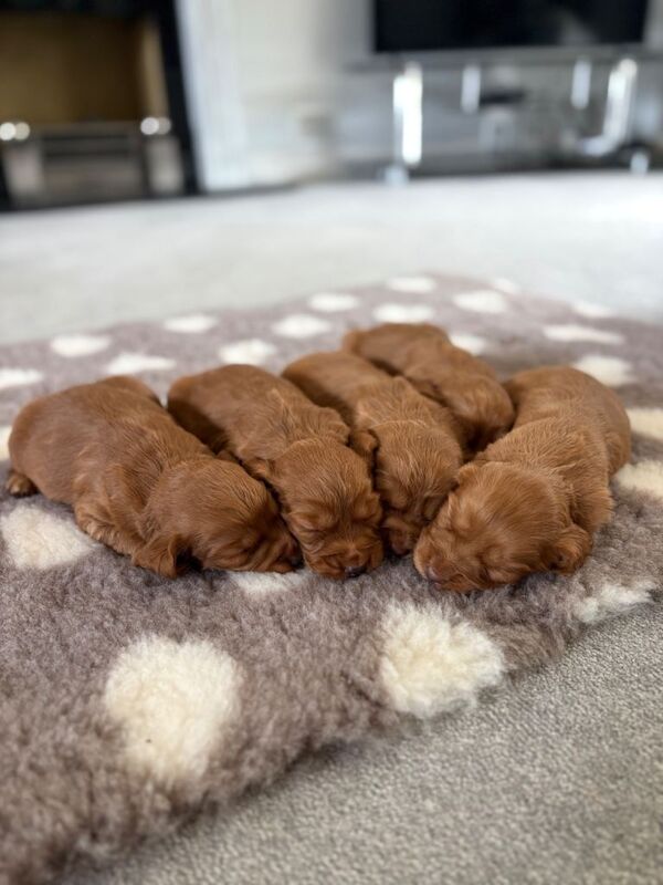 Beautiful Red cocker spaniel puppies