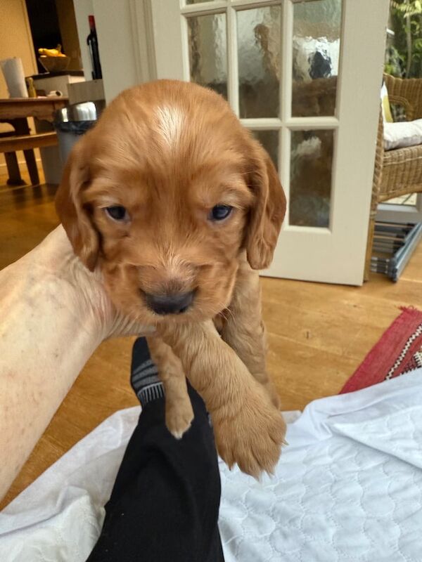 Cocker Spaniel puppies for sale in Stoke sub Hamdon, Somerset – KC registered, 3 months old - Image 2 of 3