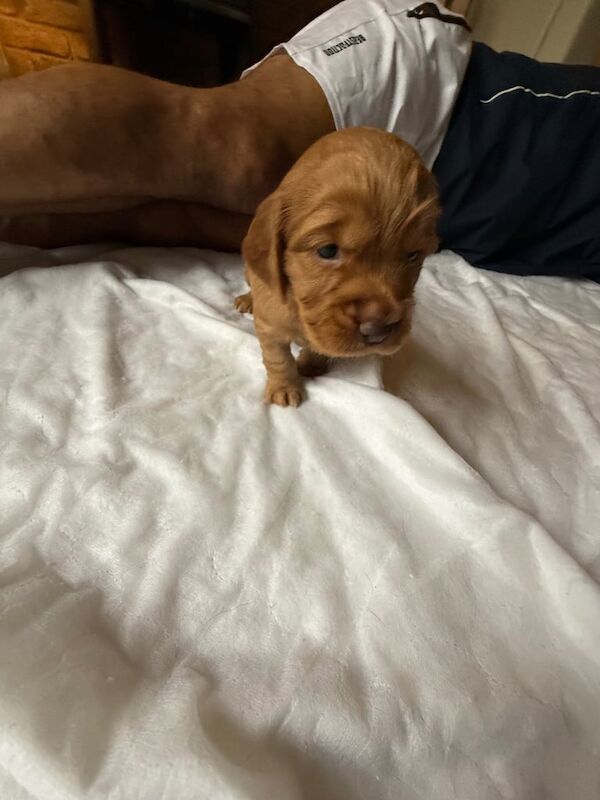 Cocker Spaniel puppies for sale in Stoke sub Hamdon, Somerset – KC registered, 3 months old - Image 3 of 3