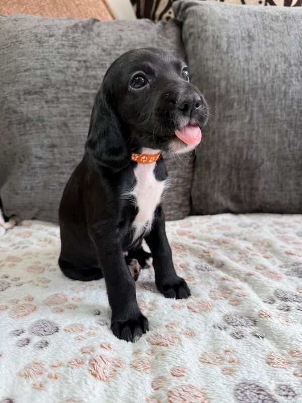 Beautiful red Irish setter x cocker spaniel puppies ready to leave now - Image 2 of 5