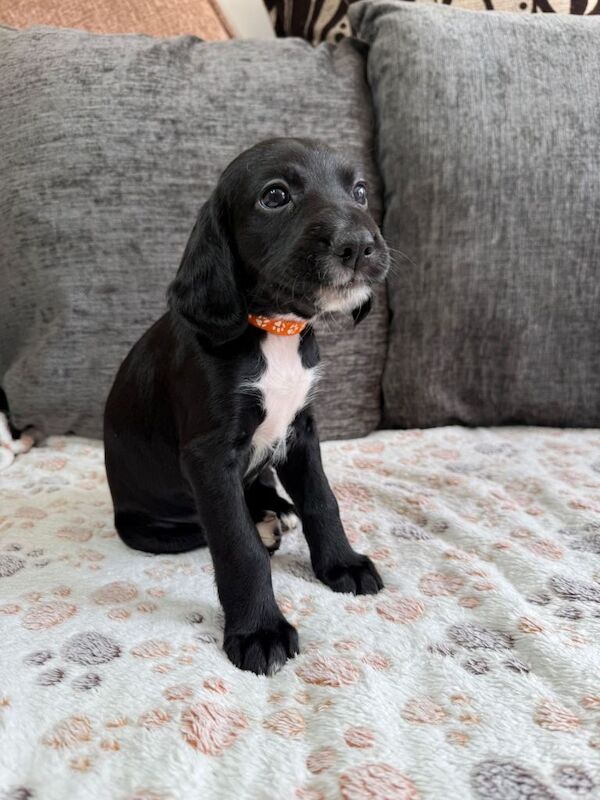 Beautiful red Irish setter x cocker spaniel puppies ready to leave now - Image 3 of 5