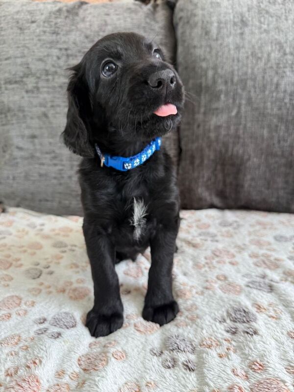 Beautiful red Irish setter x cocker spaniel puppies ready to leave now - Image 4 of 5
