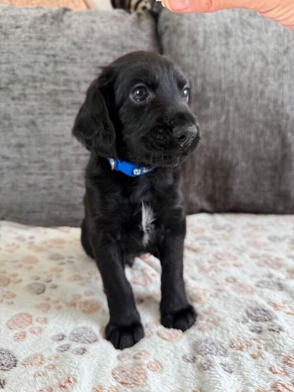 Beautiful red Irish setter x cocker spaniel puppies ready to leave now - Image 5 of 5