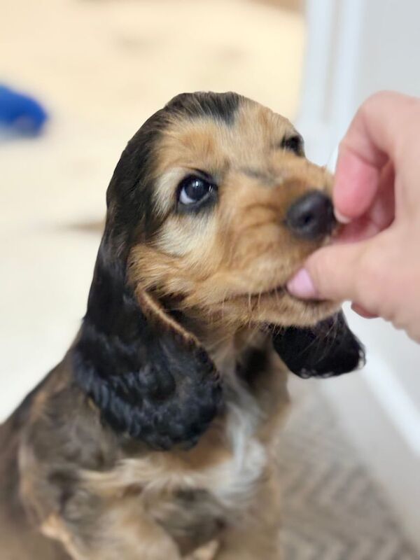 Cocker Spaniel puppies for sale in Dunoon / Dùn Obhainn, Argyll and Bute – KC registered, 7 weeks old