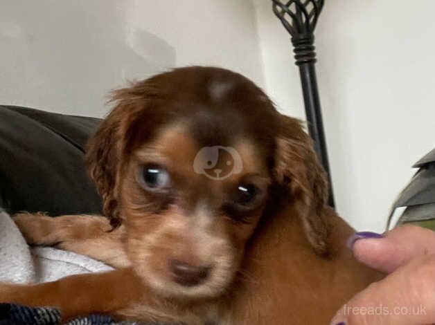 Beautiful show cocker puppies - Image 2 of 4