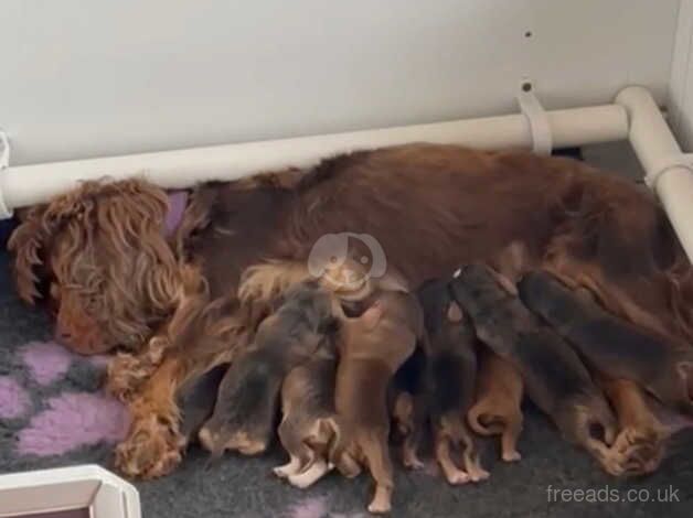 Beautiful show cocker puppies - Image 4 of 4