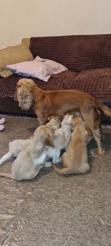 Beautiful show cocker spaniel puppies for sale in Peacehaven, East Sussex - Image 2