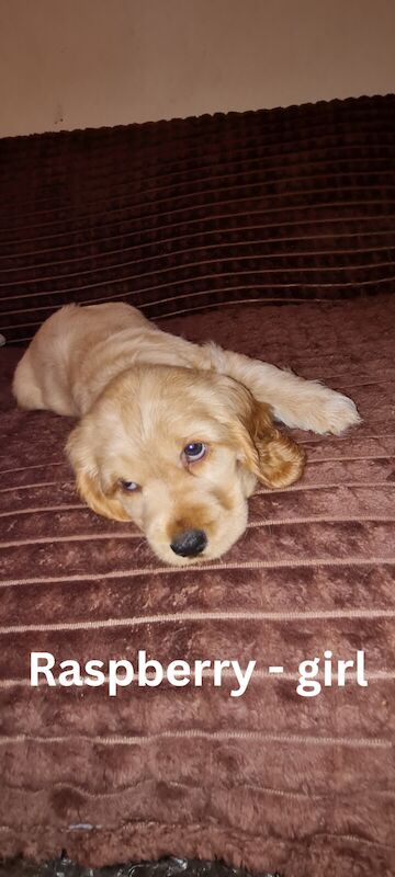 Beautiful show cocker spaniel puppies for sale in Peacehaven, East Sussex - Image 3