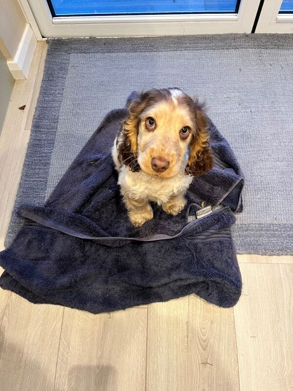 Cocker Spaniel puppies for sale in Romford, London – KC registered, 5 months old - Image 2 of 2
