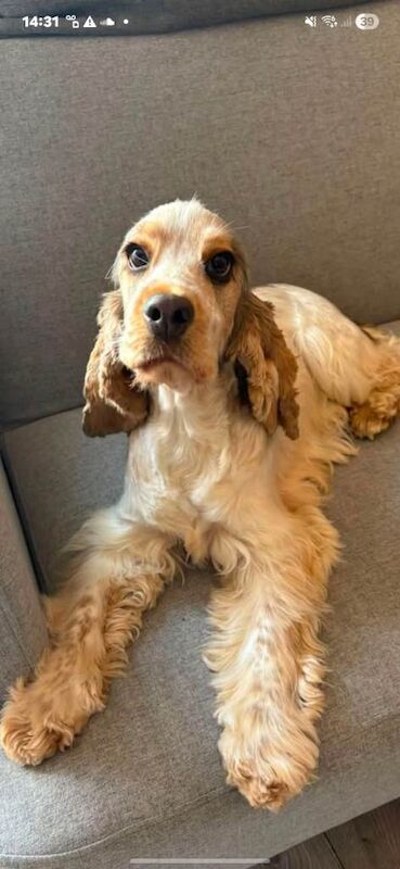 Beautiful show type cocker spaniel 13 months old