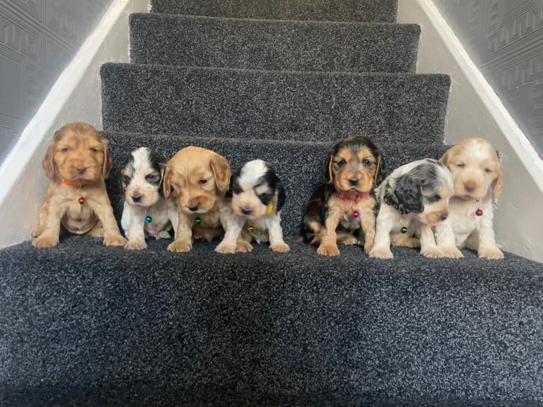 Beautiful show type cocker spaniel babies for sale in Kirkby-in-Ashfield, Nottinghamshire