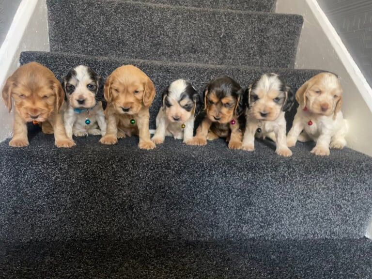Beautiful show type cocker spaniel babies for sale in Kirkby-in-Ashfield, Nottinghamshire | Image 2