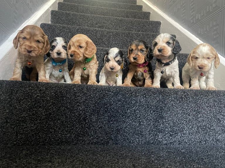 Beautiful show type cocker spaniel babies for sale in Kirkby-in-Ashfield, Nottinghamshire | Image 3