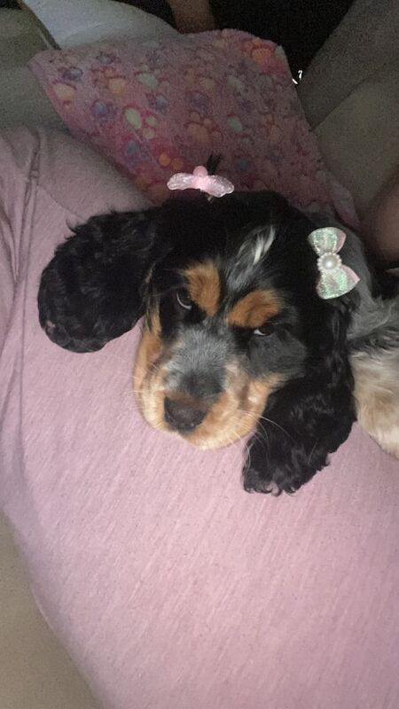 Cocker Spaniel puppies for sale in Prescot, Merseyside – KC registered, 4 months old