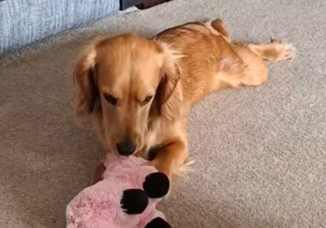 Cocker Spaniel puppies for sale in Hungerford, Berkshire – 2 years old
