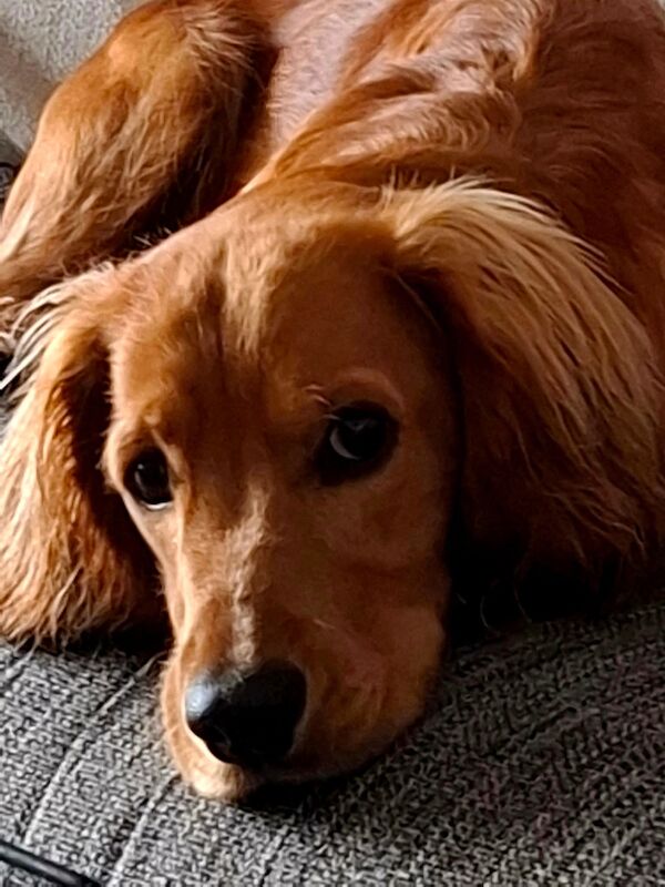 Cocker Spaniel puppies for sale in Hungerford, Berkshire – 2 years old - Image 2 of 7