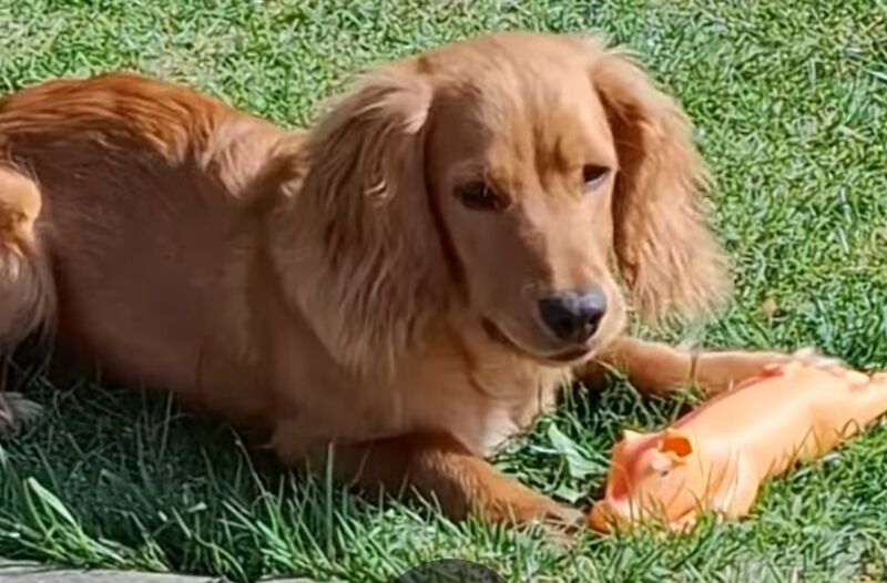 Cocker Spaniel puppies for sale in Hungerford, Berkshire – 2 years old - Image 3 of 7