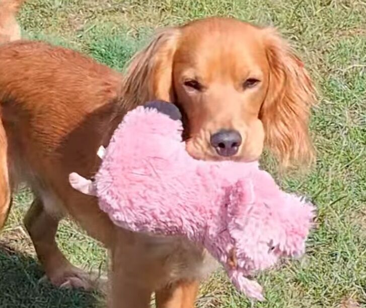 Cocker Spaniel puppies for sale in Hungerford, Berkshire – 2 years old - Image 4 of 7