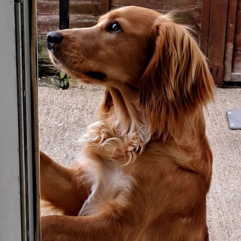 Cocker Spaniel puppies for sale in Hungerford, Berkshire – 2 years old - Image 5 of 7