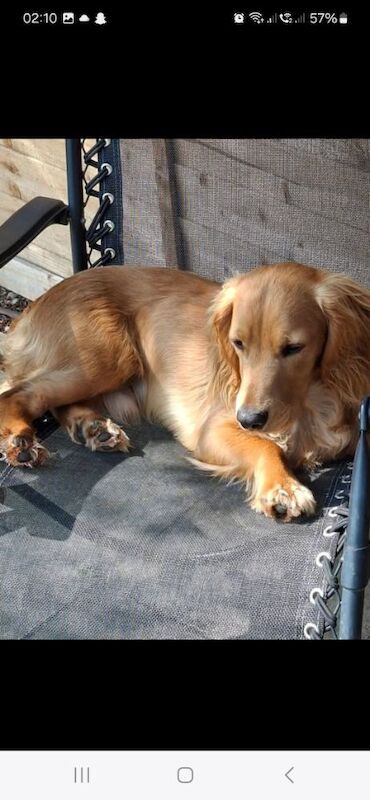 Cocker Spaniel puppies for sale in Hungerford, Berkshire – 2 years old - Image 6 of 7