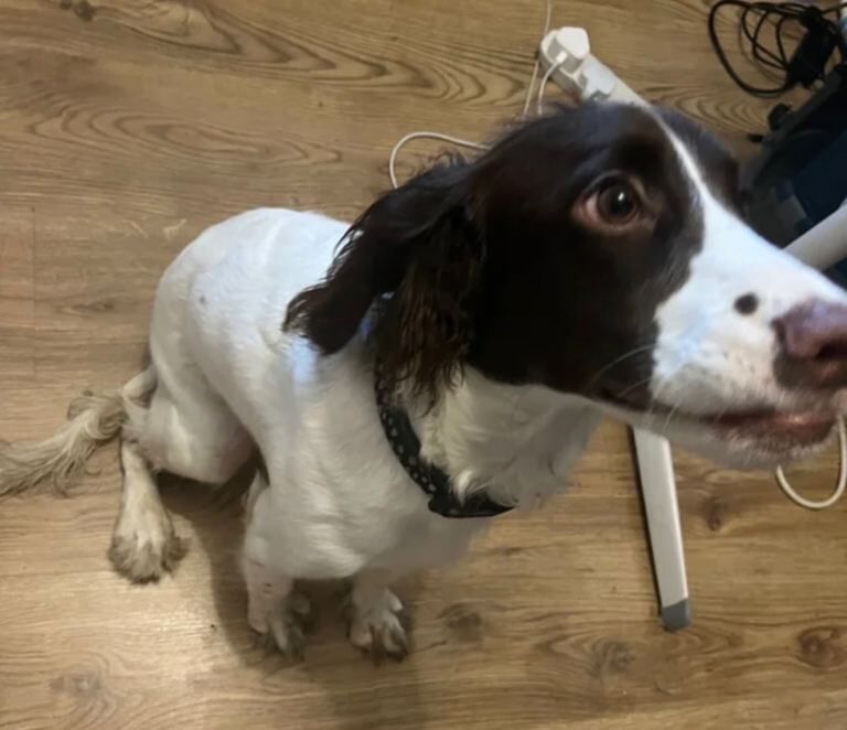 Cocker Spaniel puppies for sale in London – 11 months old