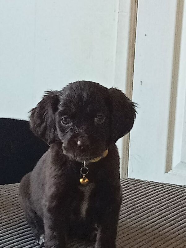 Cocker Spaniel puppies for sale in Newtownards, County Down – 1 year old - Image 2 of 3