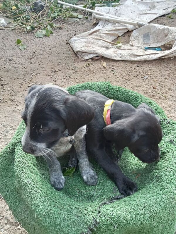 Cocker Spaniel puppies for sale in Newtownards, County Down – 1 year old - Image 3 of 3