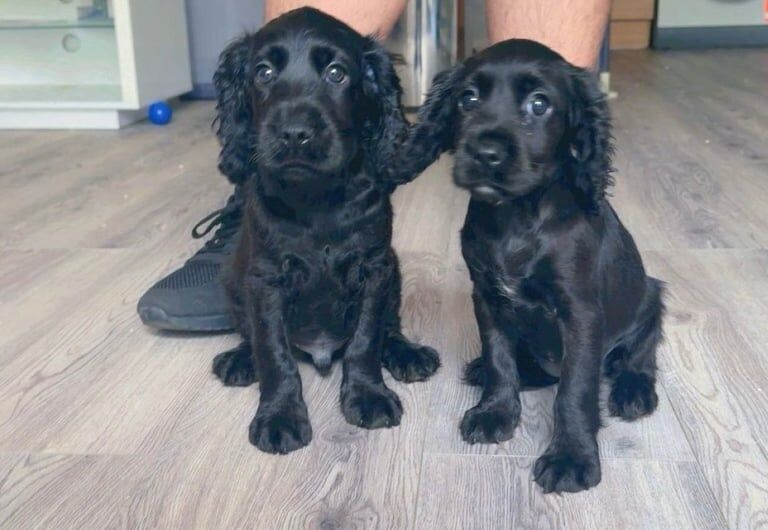 Cocker Spaniel puppies for sale in Huddersfield, West Yorkshire – 9 weeks old