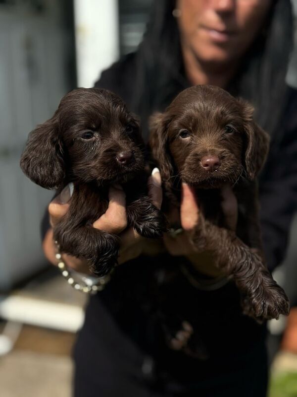Cocker Spaniel puppies for sale in Ely, Cambridgeshire – 10 months old - Image 2 of 3