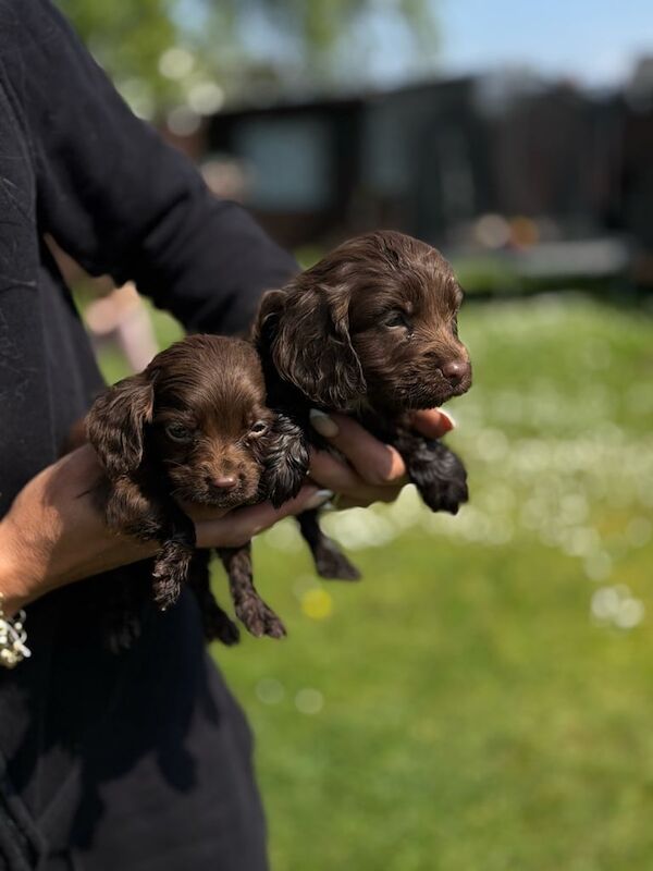 Cocker Spaniel puppies for sale in Ely, Cambridgeshire – 10 months old - Image 3 of 3