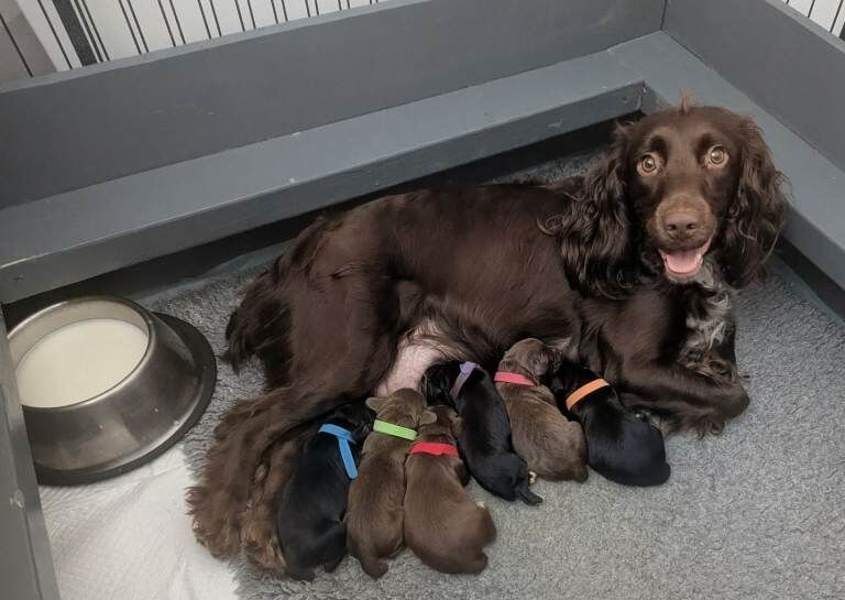Beautiful Sprocker Puppies