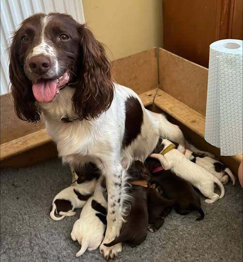 Cocker Spaniel Puppies For Sale